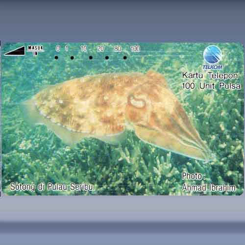 Sotong, Pulau Seribu